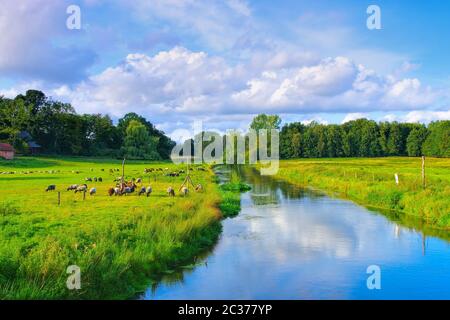 Pâturage de la Heath grise allemande dans la Heath de Lueneburg près d'une rivière Banque D'Images