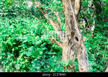 Un trou dans le tronc d'arbre de l'écorce de plante de branche. Oiseau animal Nest gros plan. Environnement forestier tropical à mousse verte en arrière-plan. Faune animale nature env Banque D'Images