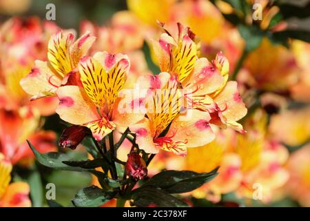 Alstroemeria Indian Summer équivalent à 'Tesronto' (PBR) (Summer Paradise Series). Nénuphars péruviens été indien. Fleurs orange/jaune brûlées Banque D'Images