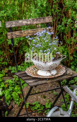 décoration encore la vie avec forget moi pas les fleurs dans l'ancien bol en émail sur chaise en bois dans un jardin de campagne Banque D'Images