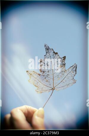 Main femelle tenant la feuille en forme de feuille contre la lumière. Banque D'Images