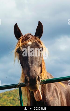 Cheval brun (Equus ferus caballus) avec sa langue à l'effet comique. Des mouches entourent sa tête. Banque D'Images