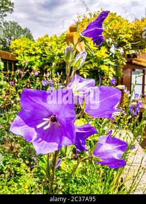 Fleurs de ballons violets (Platycodon grandiflorus) devant la clôture de jardin et ciel nuageux Banque D'Images