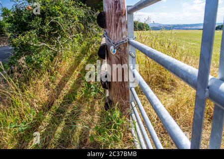 Une porte métallique et une clôture en bois à la limite des terres agricoles dans le Shropshire rural Banque D'Images