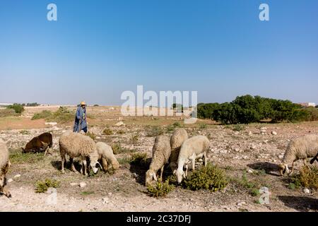Maroc, Afrique du Nord, février 2019: Homme berger avec troupeau de moutons dans un petit champ agricole marocain, dans un climat sec. Moutons paître sur terre. Paysage rural Banque D'Images