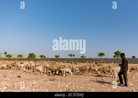 Maroc, Afrique du Nord, février 2019: Homme berger avec troupeau de moutons dans un petit champ agricole marocain, dans un climat sec. Moutons paître sur terre. Paysage rural Banque D'Images
