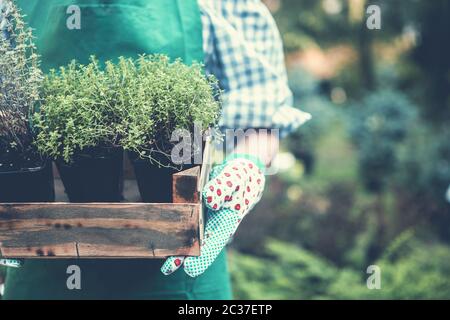 Les mains des femmes dans les gants tenant les jeunes pousses dans une boîte en bois dans le jardin Banque D'Images