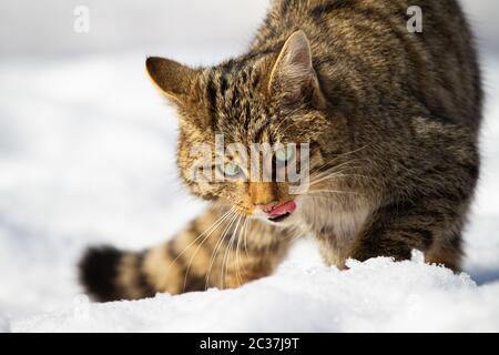 Close-up de chat sauvage européen, felis silvestris, léchant sa bouche avec la langue rose sur la neige en hiver. Prédateur mammifère marche sur terrain givré. Conce Banque D'Images