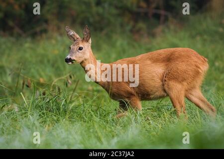 Femelle solitaire de Chevreuil, Capreolus capreolus, tenant la nourriture dans sa bouche. Thoughtful entouré par la végétation au printemps. Mammifères sauvages h alimentation Banque D'Images