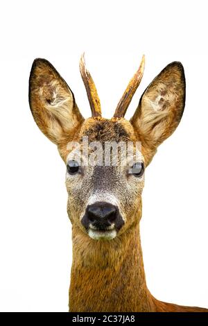 Cerf de Virginie mâle, caperole caperole, buck dans la nature coupé sur fond blanc. Détail de la tête de cerf élégant avec des bois qui ont l'air de l'appareil photo isolé Banque D'Images