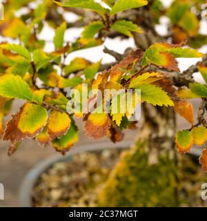 Feuilles de feuillage orme bonsaï arbre de coloration d'automne avec bokeh flou Banque D'Images