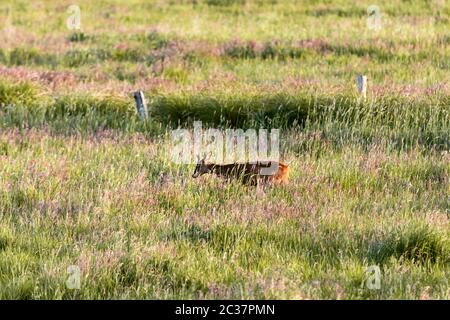 Roebuck manger sur un pré Banque D'Images