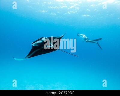 Plongeur libre mâle et manta manta océanique géant, Manta Birostris, planant sous l'eau dans l'océan bleu. Regarder le monde sous-marin pendant l'aventure plongée avec tuba t