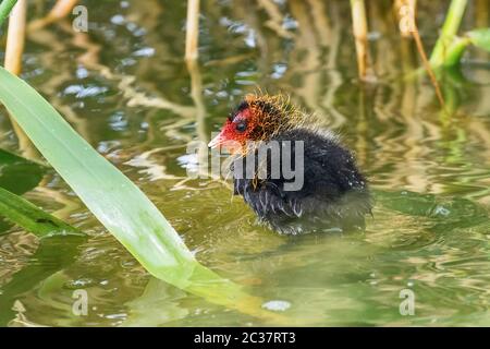 La poussin eurasienne (Fulica atra) sur l'eau Banque D'Images