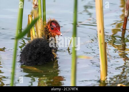 La poussin eurasienne (Fulica atra) sur l'eau Banque D'Images