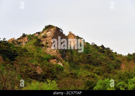 Corée du Nord. Paysages incroyables. Montagnes couvertes de pins rouges coréens et de pommes. Banque D'Images