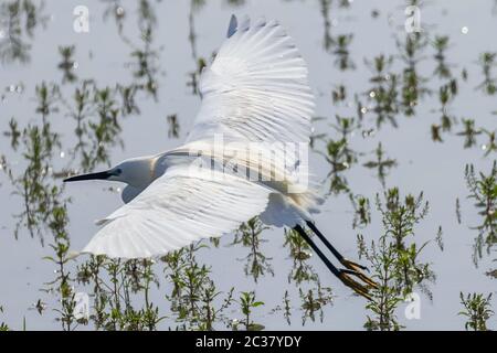 En vol l'Aigrette garzette (Egretta garzetta) petit héron blanc Banque D'Images