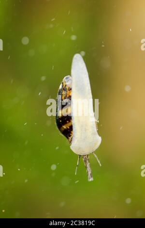 une clea helena sur un verre d'aquarium, escargot prédateur Banque D'Images