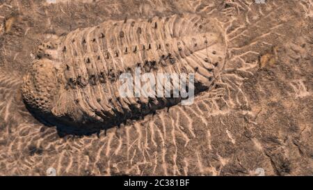 L'empreinte des trilobites dans une pierre. Trilobite, 500 millions d'années. Les trilobites, qui signifient que trois lobes, sont un groupe fossile d'arachnom marin éteint Banque D'Images