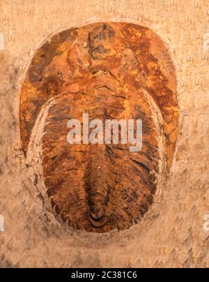 L'empreinte des trilobites dans une pierre. Trilobite, 500 millions d'années. Les trilobites, qui signifient que trois lobes, sont un groupe fossile d'arachnom marin éteint Banque D'Images