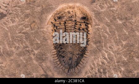 L'empreinte des trilobites dans une pierre. Trilobite, 500 millions d'années. Les trilobites, qui signifient que trois lobes, sont un groupe fossile d'arachnom marin éteint Banque D'Images