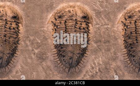 L'empreinte des trilobites dans une pierre. Trilobite, 500 millions d'années. Les trilobites, qui signifient que trois lobes, sont un groupe fossile d'arachnom marin éteint Banque D'Images