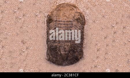 L'empreinte des trilobites dans une pierre. Trilobite, 500 millions d'années. Les trilobites, qui signifient que trois lobes, sont un groupe fossile d'arachnom marin éteint Banque D'Images