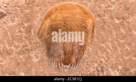 L'empreinte des trilobites dans une pierre. Trilobite, 500 millions d'années. Les trilobites, qui signifient que trois lobes, sont un groupe fossile d'arachnom marin éteint Banque D'Images