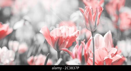 Tulipes tonifiée avec différents canaux de peinture ajouté, carte de deuil concept photo Banque D'Images