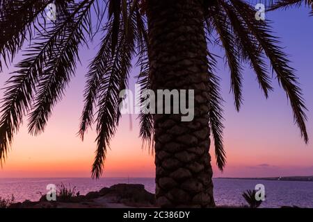 Palm sur l'île de Chypre au coucher du soleil Banque D'Images