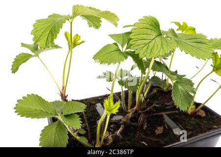 jeunes plants de fraises en pots sur fond blanc en studio Banque D'Images