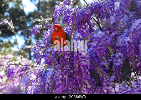 Un roi Parrot masculin assis dans un arbre de wisteria Banque D'Images