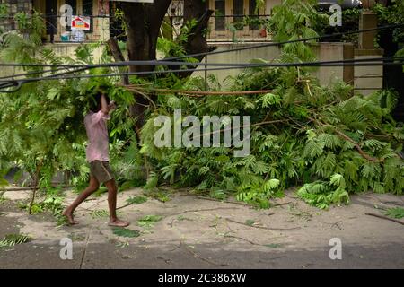 Un travailleur porte des branches d'un arbre qui a été taillé pour éviter de tomber sur des lignes électriques pendant le vent lourd et la pluie pendant la saison des pluies dans le résidentiel n Banque D'Images