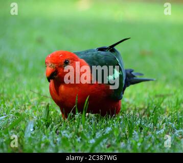 Un roi perroquet mâle debout sur l'herbe verte Banque D'Images