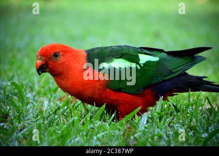 Un roi perroquet mâle debout sur l'herbe verte Banque D'Images