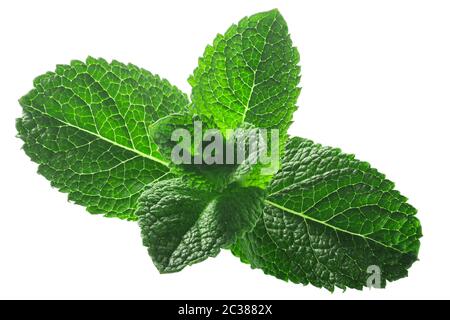 Feuilles de menthe poivrée (feuillage de Mentha piperita) isolées W chemins de coupure Banque D'Images