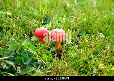 Deux champignons rouges, Scarlet Waxcap, qui poussent dans un champ brouté par des chevaux dans le Warwickshire. Banque D'Images