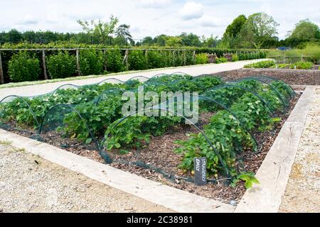 Gros plan d'une fraise en croissance dans le jardin avec un panneau en ardoise. Banque D'Images