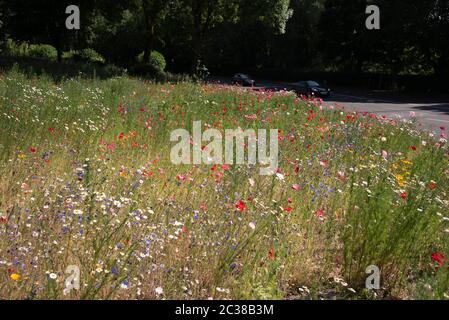 Traffic Island planté de fleurs sauvages à la jonction de Coventry de A4600 Ansty Road et B4082 Clifford Bridge Road UK City of Culture 2021 Banque D'Images