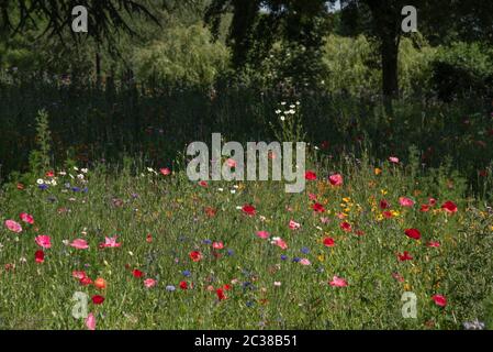 Traffic Island planté de fleurs sauvages à la jonction de Coventry de A4600 Ansty Road et B4082 Clifford Bridge Road UK City of Culture 2021 Banque D'Images