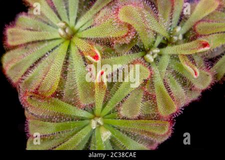 Quelques Drosera aliciae ont fait sauter des plantes dans le dos sombre Banque D'Images