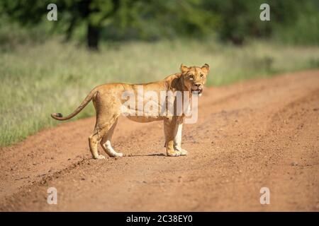 La lioness rouge se tient sur la caméra de surveillance de piste Banque D'Images