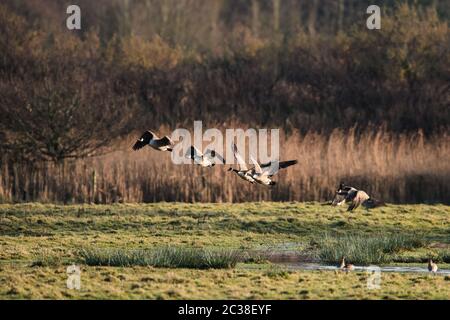 Peu de Bernaches du Canada en vol dans l'environnement. Leur nom latin est Branta canadensis. Banque D'Images