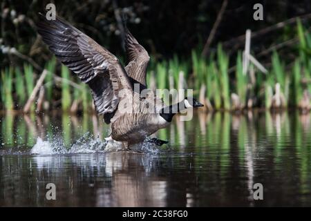 Peu de Bernaches du Canada en vol dans l'environnement. Leur nom latin est Branta canadensis. Banque D'Images