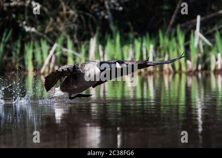 Peu de Bernaches du Canada en vol dans l'environnement. Leur nom latin est Branta canadensis. Banque D'Images