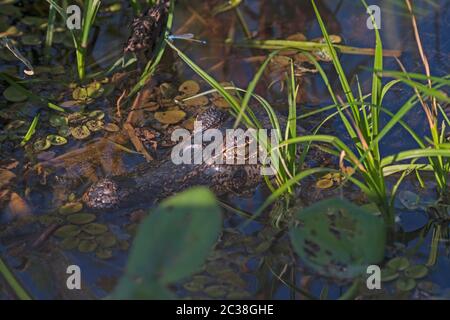 Caiman Hiding de Spectacled dans une zone humide dans le parc national de Pantanal au Brésil Banque D'Images