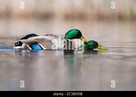 Deux mâles de Canard colvert en combat. Leur nom latin est Anas platyrhynchos. Banque D'Images