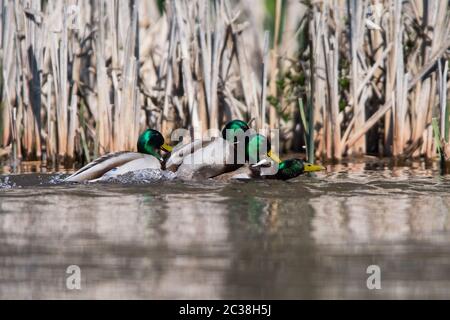 Les mâles de Canard colvert en combat. Leur nom latin est Anas platyrhynchos. Banque D'Images
