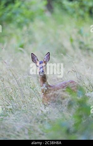 Le Doe de cerf de Roe se dresse sur un pré forestier et semble intenter Banque D'Images