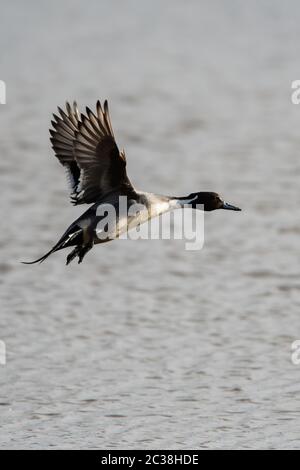 Homme de Northern Pintail en vol. Son nom latin est Anas acuta. Banque D'Images